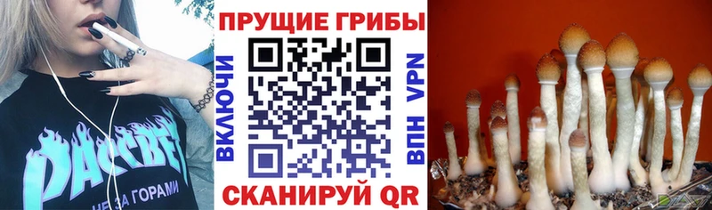 Псилоцибиновые грибы прущие грибы наркота Лодейное Поле